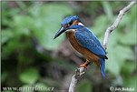 Common Kingfisher