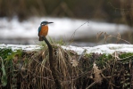 Common Kingfisher