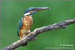 Common Kingfisher