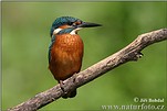 Common Kingfisher