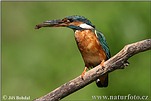 Common Kingfisher