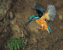 Common Kingfisher