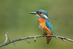 Common Kingfisher