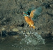 Common Kingfisher