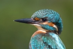 Common Kingfisher