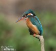 Common Kingfisher