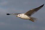 Common or Mew Gull