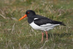 Common Oystercatcher