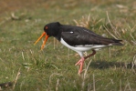 Common Oystercatcher