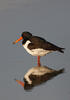 Common Oystercatcher