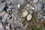 Common Oystercatcher