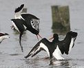 Common Oystercatcher