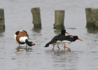 Common Oystercatcher