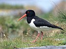 Common Oystercatcher