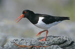 Common Oystercatcher