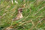 Common Quail