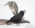 Common Raven