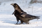 Common Raven