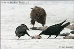 Common Raven