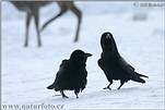 Common Raven