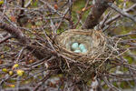 Common Redpoll