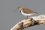 Common Sandpiper