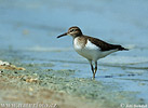 Common Sandpiper