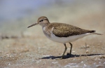 Common Sandpiper