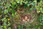 Common Sandpiper - Nest