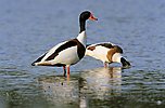 Common Shelduck