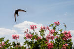 Common Swift