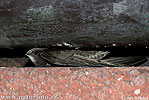 Common Swift