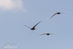 Common Swift
