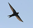 Common Swift