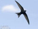 Common Swift