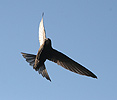 Common Swift