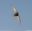 Swifts and hummingbirds