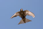 Common Swift