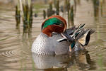 Common Teal