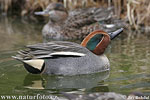 Common Teal