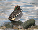 Common Teal