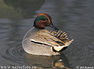 Common Teal