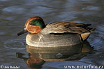 Common Teal