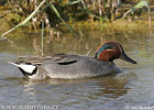 Common Teal