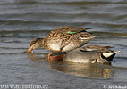 Common Teal