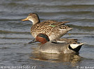 Common Teal