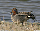 Common Teal