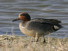 Common Teal