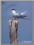 Common Tern