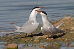 Common Tern